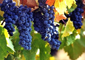 grapes1.jpg